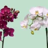 Plantas y Orquídeas